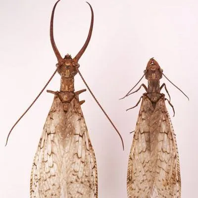 thumbnail for publication: Eastern Dobsonfly (Adult), Hellgrammite (Larva) Corydalus cornutus (Linnaeus) (Insecta: Megaloptera: Corydalidae: Corydalinae)